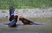 Birds bathing and fighting
