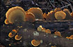 Australian fungi