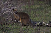 Swamp Wallaby chewing gras