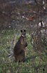 Foto af Swamp Wallaby/ Balck-tailed Wallaby (Wallabia bicolor). Fotograf: 