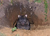 Curious wombat in its cave