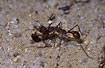 Bull Ant with a deadly bite on the neck