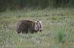Photo ofCommon Wombat (Vombatus ursinus). Photographer: 