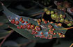 Galls on a eucalypt leaf
