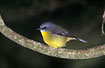Photo ofEastern Yellow Robin (Eopsaltria australis). Photographer: 