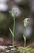 Greenhood (Pterostylis sp.): An Australian orchid