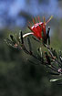 Photo ofMountain Devil (Lambertia formosa). Photographer: 