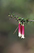 Foto af  (Epacris longiflora). Fotograf: 
