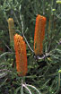 Photo ofHeath Banksia (Banksia ericafolia). Photographer: 