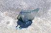 A dangerous jellyfish washed ashore