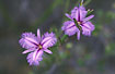 Photo ofCommon Fringe Lily (Thysanotus tuberosus). Photographer: 