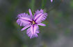 Photo ofCommon Fringe Lily (Thysanotus tuberosus). Photographer: 