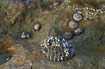 Conch snail with limpets