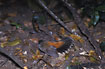 Rufous Fantail with the characteristic tail