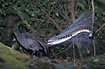 Male showing the magnificent tail