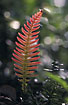 Reddish fern in the rainforest