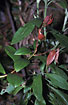 Fresh leaves are often red in the rainforest