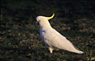 Photo ofSulphur-crested Cockatoo (Cacatua galerita). Photographer: 