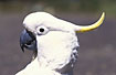 Close-up of a Cockatoo