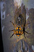 Big orange cicada