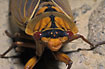 Big orange cicada up close