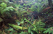 Rainforest with moisty ferns