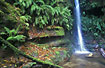 Waterfall and ferns in the rainforest