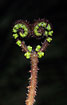 Heartshaped young fern
