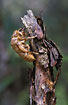 Empty Cicada shell