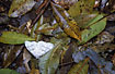 Tussock Moth (Lymantria sp.) among the leaves