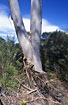The bark of a eucalypt