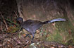 Lyrebird female scraping for food in the leaflitter