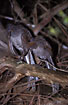 Photo ofSuperb Lyrebird (Menura novaehollandiae). Photographer: 