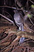 Photo ofSuperb Lyrebird (Menura novaehollandiae). Photographer: 