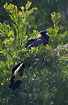 Photo ofYellow-tailed Black-Cockatoo (Calyptorhynchus funereus). Photographer: 