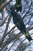 Photo ofYellow-tailed Black-Cockatoo (Calyptorhynchus funereus). Photographer: 