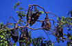 Flying foxes relaxing in the daytime