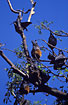 Flying foxes relaxing during the day