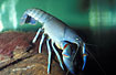 Crayfish (captive animal)