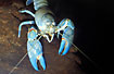 Crayfish (captive animal)