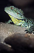 Photo ofGippsland Water Dragon (Physignathus lesueurii ssp. howitti). Photographer: 