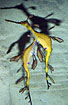 Foto af  (Phyllopteryx taeniolatus). Fotograf: 