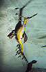 Photo ofWeedy Seadragon (Phyllopteryx taeniolatus). Photographer: 