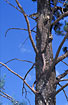Photo ofLace Monitor (Varanus varius). Photographer: 