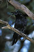 Photo ofAustralian Raven (Corvus coronoides). Photographer: 