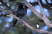 Willie Wagtail challenges Australian Raven
