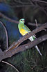Photo ofRed-rumped Parrot (Psephotus haematonotus). Photographer: 