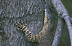 Lace Monitor in tree