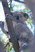 Young Koala resting in the heat of the day