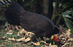 Photo ofAustralian Brush-turkey (Alectura lathami). Photographer: 